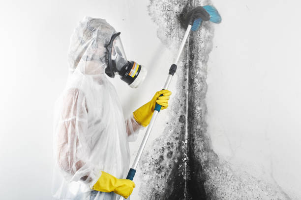 Best Emergency Mold Remediation  in Elverta, CA