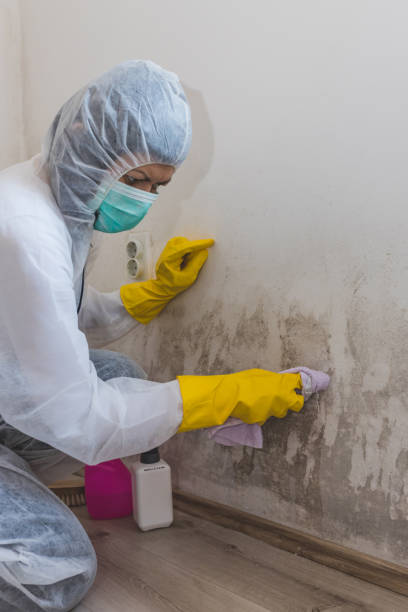 Best Crawl Space Mold Remediation  in Elverta, CA