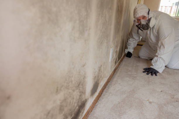 Best Comprehensive Air Testing for Mold Contaminants  in Elverta, CA